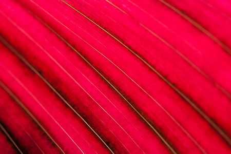 Texture of red leaf against the light. Abstract natural background. Soft focus.の写真素材