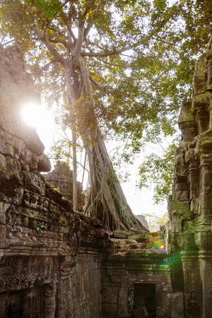 Ceiba tree ruin a building in Angkor Wat, a temple complex in Cambodia and the largest religious...