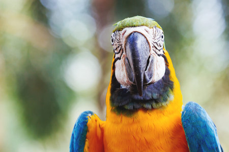 Blue-and-yellow macaw (Ara ararauna), big clever bright parrot.