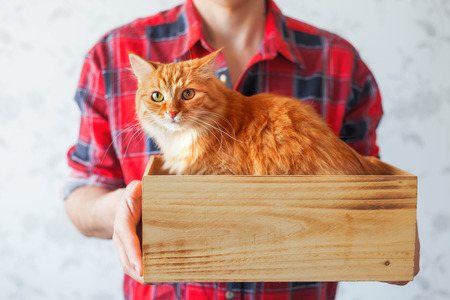 Man in red tartan plaid shirt holds a wooden box with cute ginger cat. Symbol of adopting animals. Place for text.の写真素材