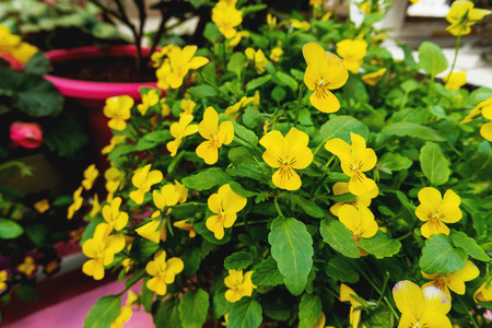 Potted flowers of garden pansy. Street decoration of plants and colorful flowers. Moscow, Russia.の写真素材