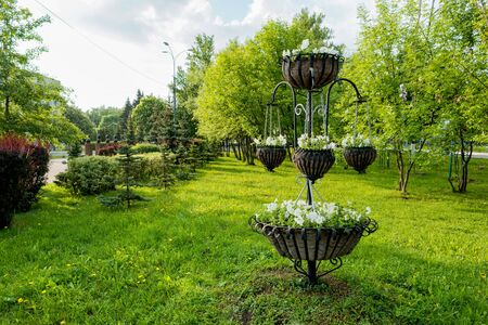 Potted flowers of petunia. Street decoration of plants and colorful flowers. Moscow, Russia.の写真素材