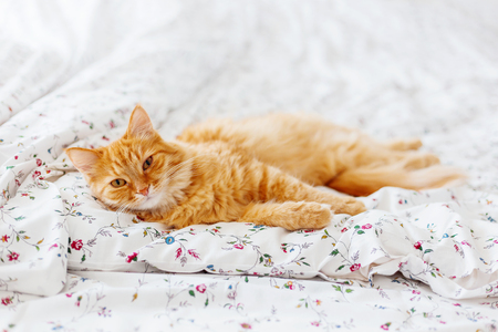 Cute ginger cat lying in bed. Fluffy pet looks sleepy. Cozy home background. Place for text.の写真素材