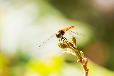 Dragonfly on leaf, macro insect life in the tropical rain forest. Natural background. Cambodia.の写真素材