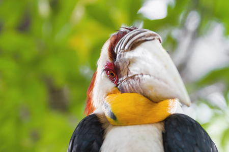 Wreathed hornbill (Rhyticeros undulatus) or the bar-pouched wreathed hornbill. Thailand.の写真素材