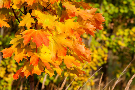 Abstract autumn natural background with yellow maple leaves.