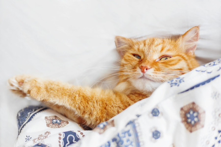 Cute ginger cat lying in bed under a blanket. Fluffy pet comfortably settled to sleep. Cozy home background with funny pet. Flat lay. Top view, place for text.の写真素材