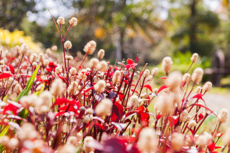 Natural background with flowers and colorful leaves in sunny day.