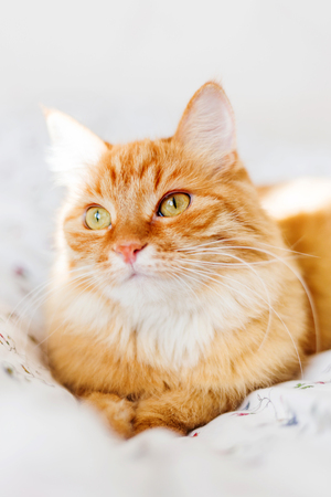 Cute ginger cat lying in bed. Fluffy pet looks curiously. Cozy home background.の写真素材