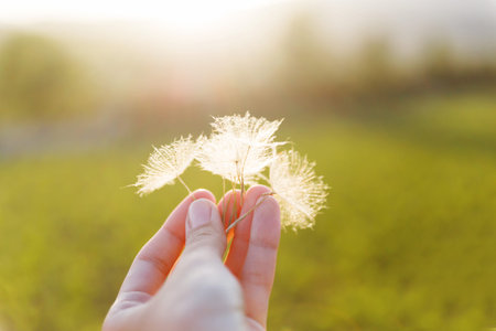 Man's hand with feather seeds of dandelion. Symbol of fragility and lightness.