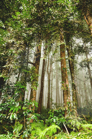 Evergreen jungle forest after rain. Natural misty background. Bali, Indonesia.の写真素材