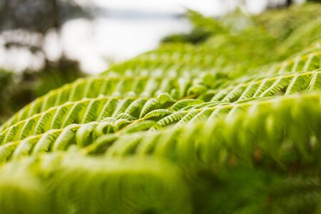 Natural background with green fern. Macro photo.の写真素材