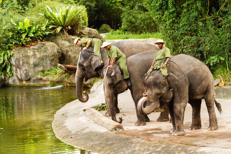 SINGAPORE, SINGAPORE - January 18, 2013. Elephant show. Trainers are siting at the back of the elephant. Elephants bow to the audience.のeditorial素材