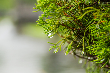 Natural background with coniferous tree branches. Raindrops on needles.の写真素材
