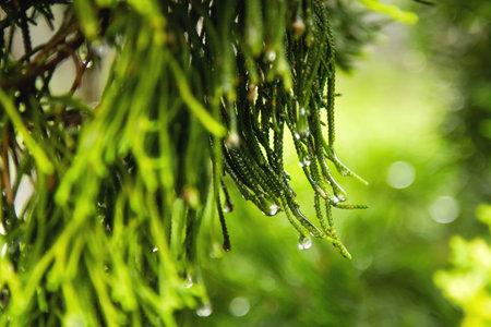 Natural background with coniferous tree branches. Raindrops on needles.の写真素材