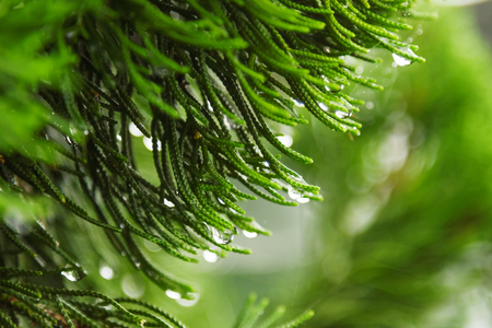 Natural background with coniferous tree branches. Raindrops on needles.の写真素材