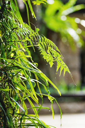 Natural background with tree branches. Raindrops on fern leaves.の写真素材