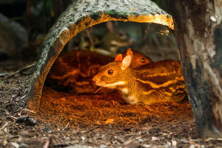 Chevrotains, also known as mouse-deer, in special aviary.の写真素材
