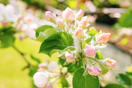 Natural spring background with blooming apple tree. Beautiful flowers in sunny day.の写真素材