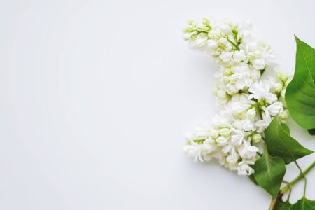 Lilac (Syringa) flowers on white background. Place for text.の写真素材