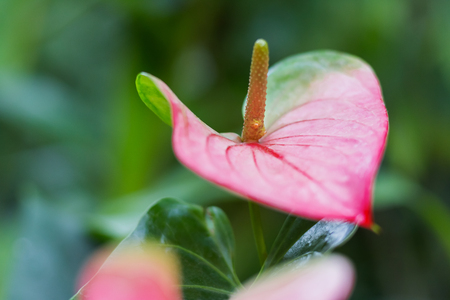 Anthurium andraeanum (Araceae family). Natural background with bright red flower.の写真素材