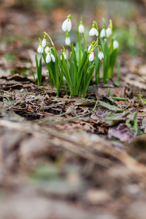 Snowdrop (Galanthus) flowers makes the way through fallen leaves. Natural spring background. Moscow, Russia. Place for text.の写真素材