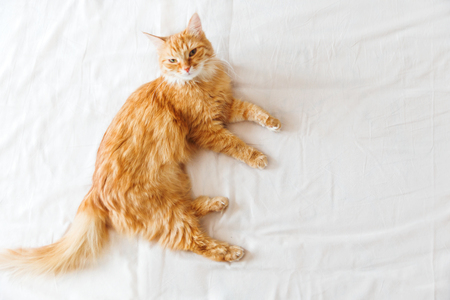 Cute ginger cat  lying in bed. Cute cozy background, morning bedtime at home. Top view, flat lay.の写真素材