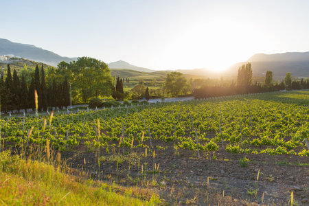 Panorama view on vineyards near Alushta. Summer sunset with clear blue sky.の写真素材