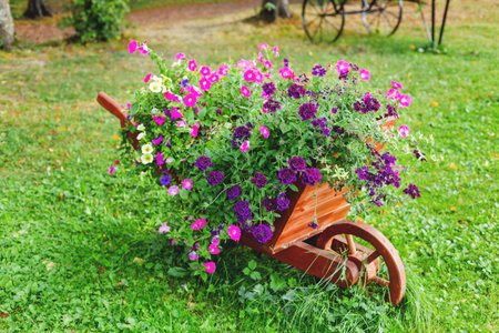 Flowerbed shaped as a wooden wheelbarrow. Garden decoration with Petunia flowers.の写真素材