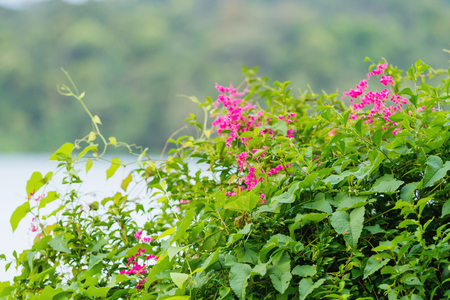 Natural background with blooming bushes under rain. Winter season on Bali island, Indonesia.の写真素材