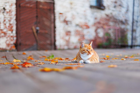 Stray ginger cat lies among colorful autumn leaves. Vyborg castle in fall. Russia.の写真素材