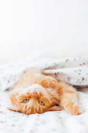 Cute ginger cat lying in bed under a blanket. Fluffy pet comfortably settled to sleep. Cozy home background with funny pet. Place for text.の写真素材