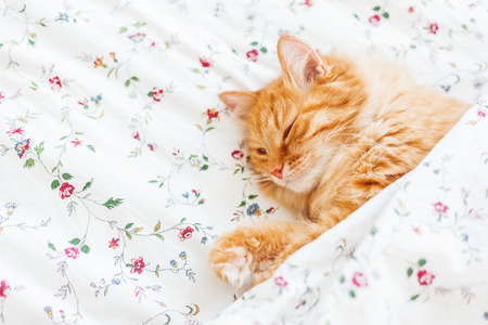 Cute ginger cat lying in bed under a blanket. Fluffy pet comfortably settled to sleep. Cozy home background with funny pet.の写真素材