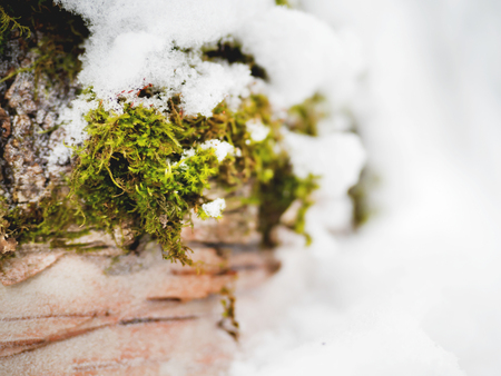 Winter natural background with green moss under the snow.の写真素材
