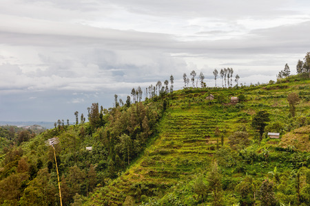 Agricultural rice fields near Ubud. Winter rainy and cloudy season. Bali, Indonesia.の写真素材