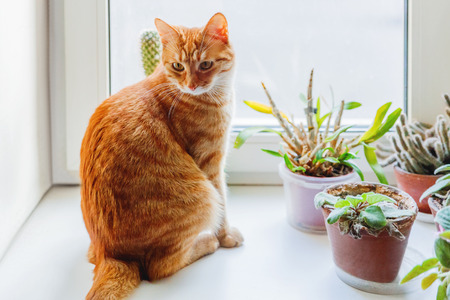 Cute ginger cat sitting on window sill near indoors decorative plants. Cozy home background with domestic fluffy pet.の写真素材