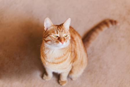 Cute ginger cat sitting on beige carpet. Fluffy tabby pet looking curiously.の写真素材