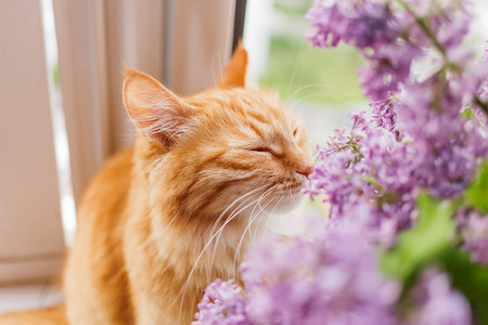 Cute ginger cat smelling a bouquet of lilac flowers. Fluffy pet frowning with pleasure. Cozy spring morning at home.の写真素材