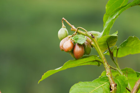 Close up photo of growing fruits with raindrops. Indonesia.の写真素材