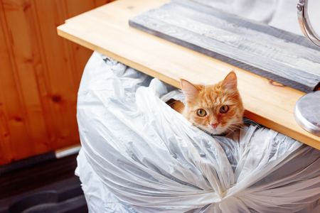 Cute ginger cat sitting in automobile tires stacked in heap.の写真素材