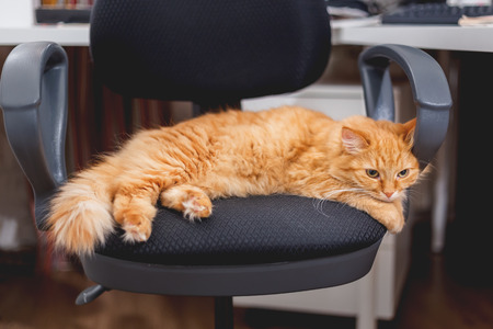 Cute ginger cat sleeping on computer chair. Fluffy pet dozing near her master's work place.の写真素材