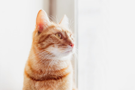 Cute ginger cat sitting on window sill. Cozy home background with domestic fluffy pet.の写真素材