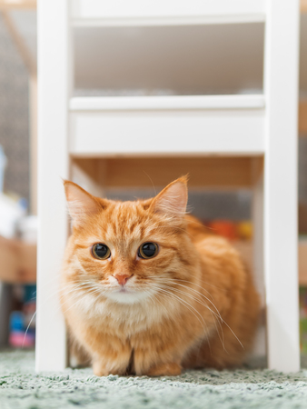Cute ginger cat is hiding under kid's chair. Fluffy pet in children's room.の写真素材