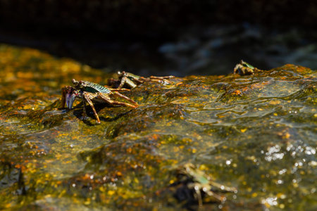 Group of crabs on wet stones. Arthropods on seaside.