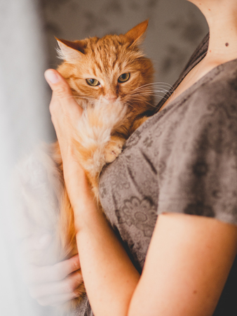 Cute ginger cat is sitting on woman's hands and staring at camera. Symbol of fluffy pet adoption.の写真素材