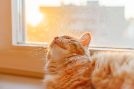 Cute ginger cat is lying on window sill and waiting for something. Fluffy pet in the setting sun. Cozy home.の写真素材