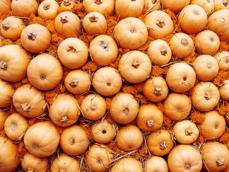 Bright yellow pumpkins on straw. Top view on autumn crop.の写真素材