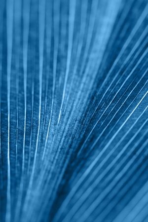 Texture of leaf against the light. Abstract natural background. Classic blue tone.の写真素材