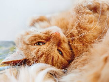 Cute ginger cat is dozing. Close up photo of fluffy pet face. Domestic animal is staring in camera. Macro photo of cat's eye and nose.の写真素材