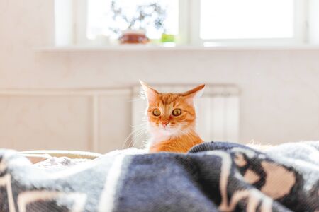 Cute ginger cat lying in bed. Fluffy pet with surprised expression on face. Sunny morning in cozy home.の写真素材